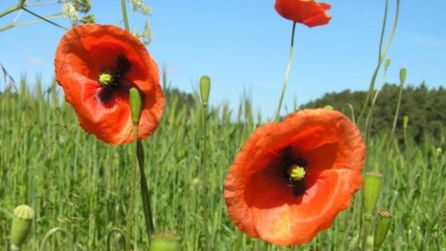 Čobanković na Međunarodnoj konferenciji o reformi ZPP-a