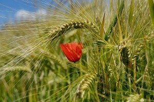 Korovi? Uz ovaj herbicid nećete znati za njih!