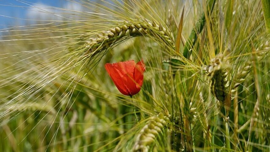 Korovi? Uz ovaj herbicid nećete znati za njih!