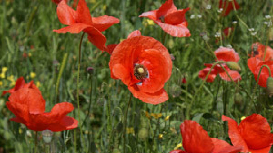 Novac Svjetske banke za eko selo