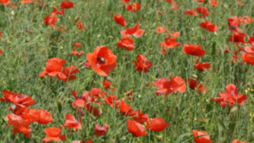 Poljoprivrednicima u EU devet milijuna eura više