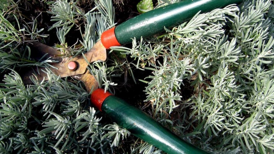 Šta se orezuje u jesen, a šta ne?