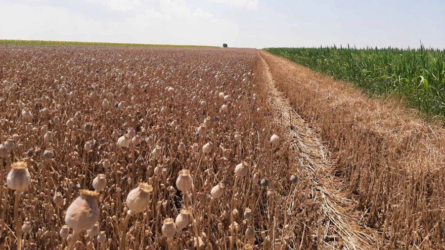 Mak: Cena "nepoznate" kulture u Srbiji čeka na Čehe?