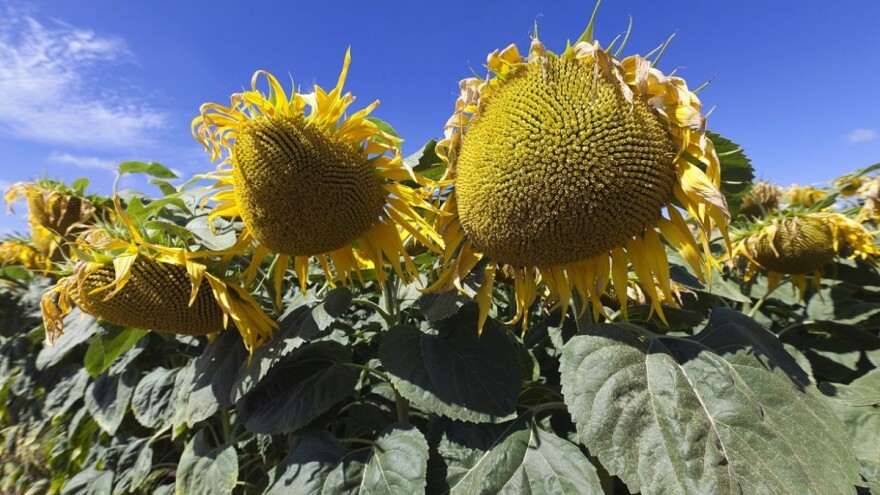 Nov, a već prvi - LG 50.635 CLP je moderan, otporan i fleksibilan RWA hibrid