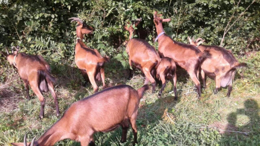 Gradski život zamijenili seoskom idilom
