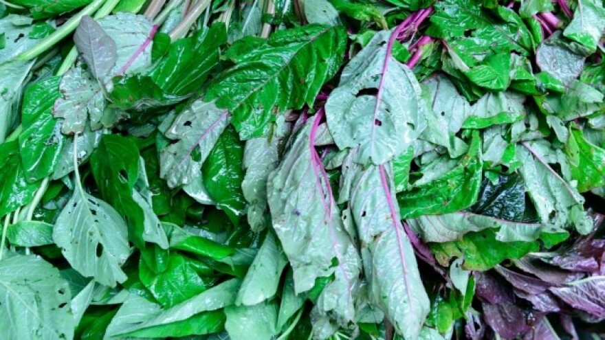 Indijski špinat se probija na agrarnu scenu