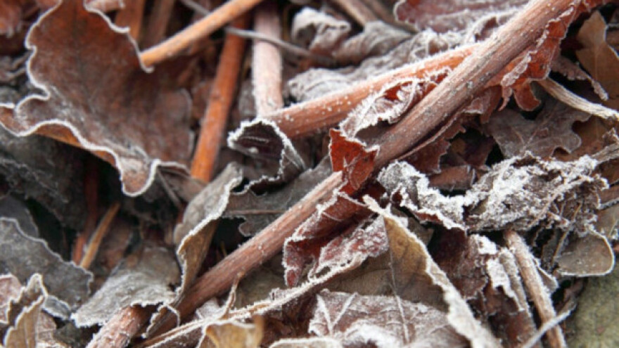 Pravo vreme za malčiranje i zaštitu biljaka