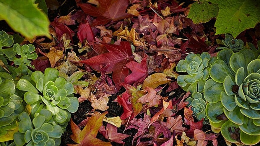 Iskoristite opalo lišće kao malč