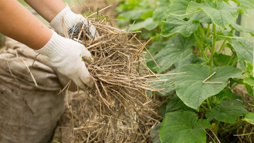 Malčiranje je mera koja čuva kvalitet zemljišta