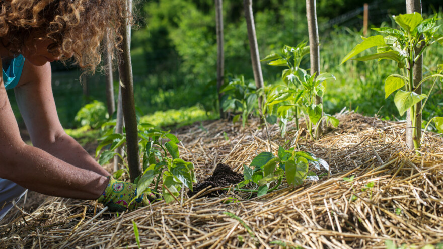 Koje materijale koristiti za malčiranje?