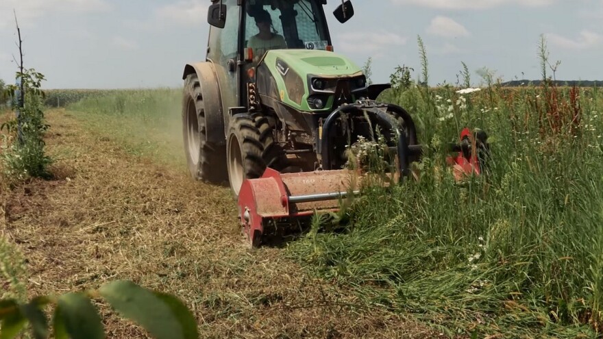 Malčiranje mladog zasada oraha malčerom ispred traktora