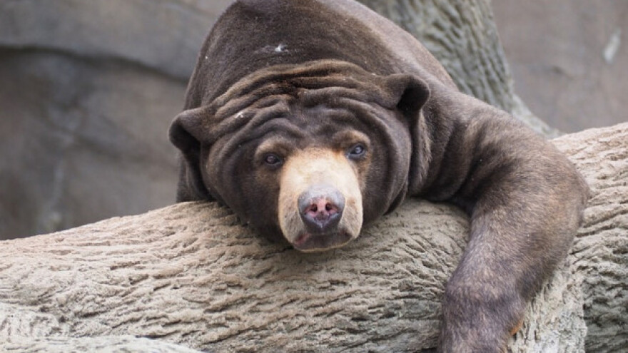 Međunarodna trgovina ugrožava floru i faunu