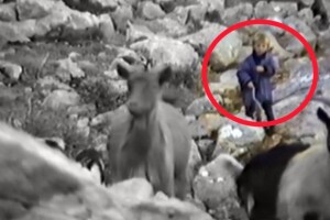 Kad je imao samo pet godina, Luka Modrić čuvao ovce i koze po vrletima Velebita