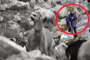 Kad je imao samo pet godina, Luka Modrić čuvao ovce i koze po vrletima Velebita