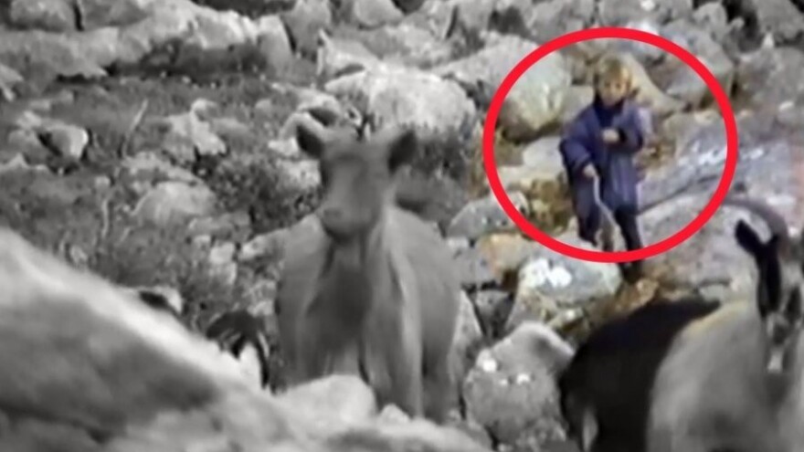 Kad je imao samo pet godina, Luka Modrić čuvao ovce i koze po vrletima Velebita