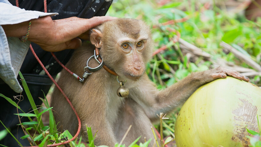 Rađe kupujem od domaćeg, nego od stranog majmuna