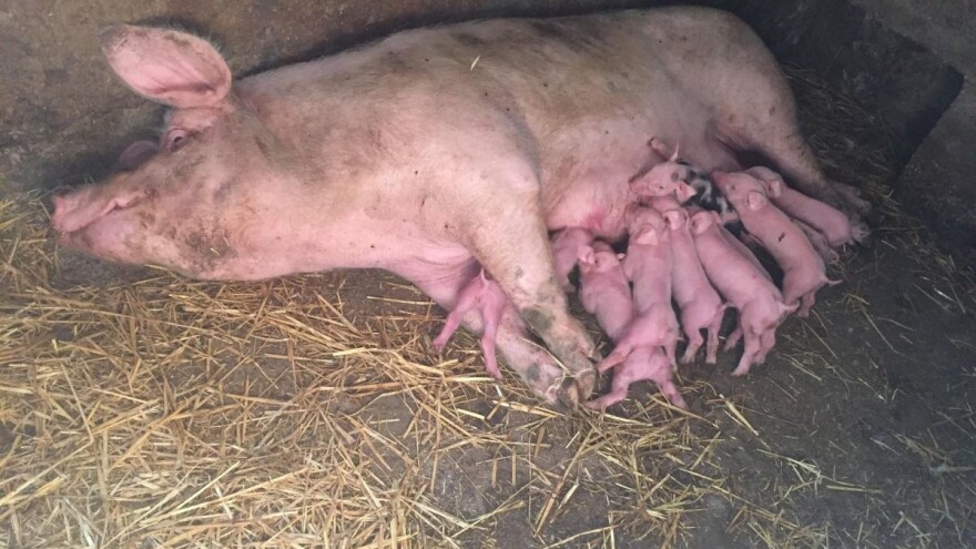 Mario Mužinić: Cijena svinja varira, ali kad se sve zbroji i oduzme, može se pristojno živjeti