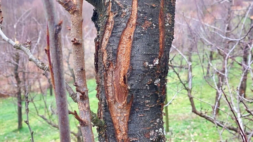 Šta sa stablima koje je napao potkornjak?
