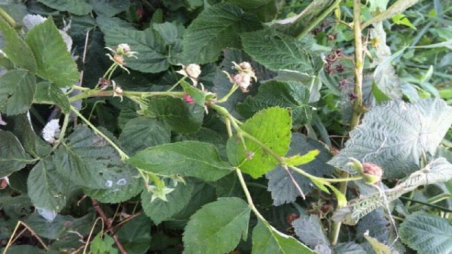 Sve je više malinara