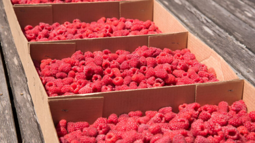 Srbija (ne)ozbiljan proizvođač maline