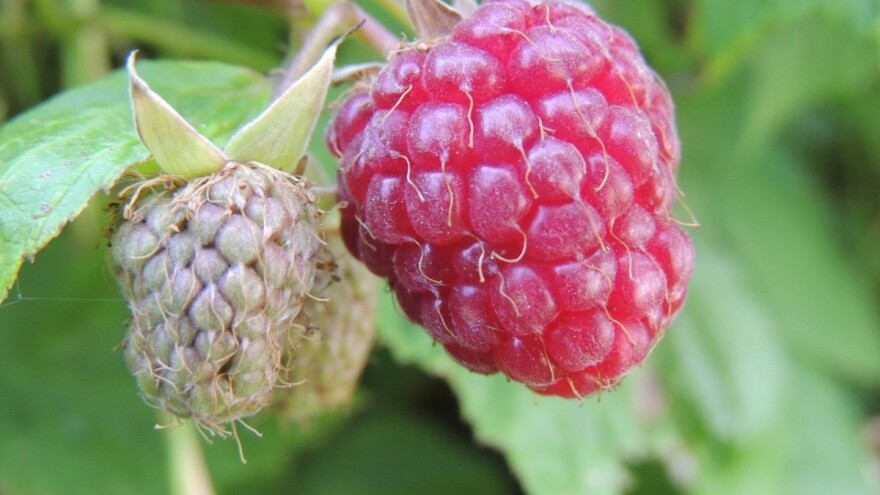 Malinari u USK proizveli upola manje malina nego u 2017., a otkupom se bavilo samo 6 otkupljivača