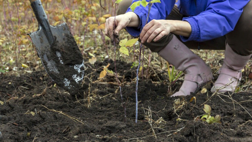 Šta učiniti sa zemljištem nakon uklanjanja nasada maline
