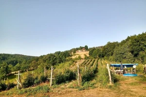 Ako pogrešite sa izborom zemljišta i položaja parcele - malina neće uspeti