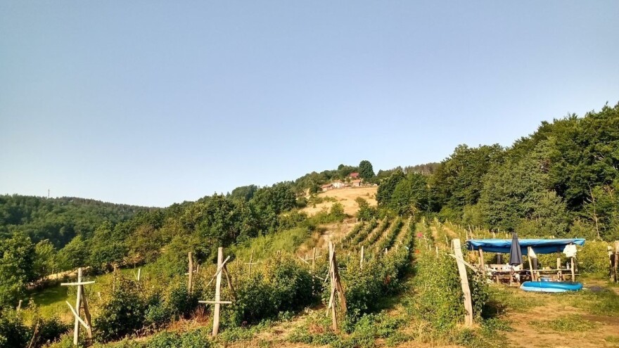 Ako pogrešite sa izborom zemljišta i položaja parcele - malina neće uspeti