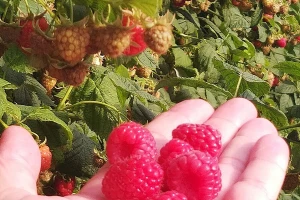 Cijenu maline određuju stranci - malinari se ne vesele sve dok se ne završi otkup