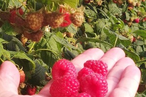 Cijenu maline određuju stranci - malinari se ne vesele sve dok se ne završi otkup