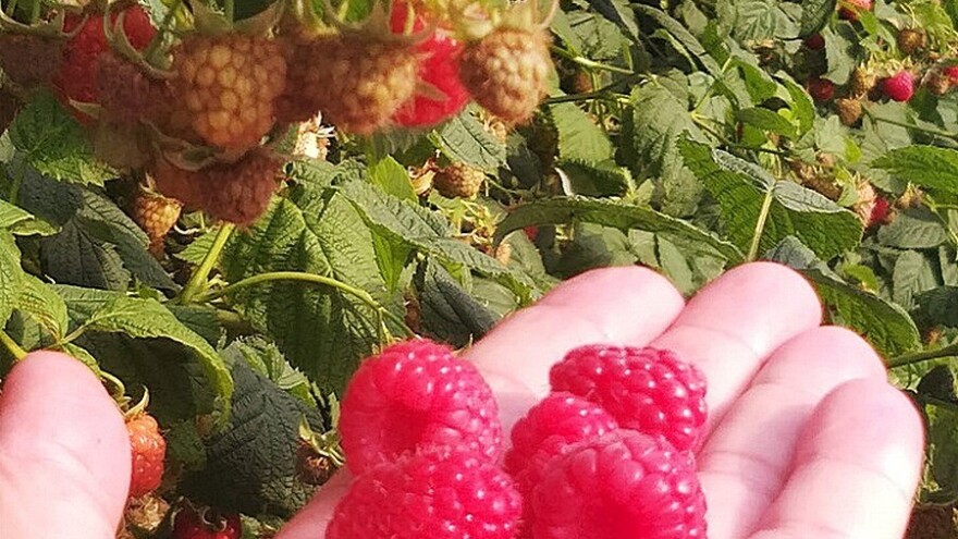 Cijenu maline određuju stranci - malinari se ne vesele sve dok se ne završi otkup