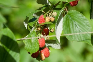 Kako obaviti rezidbu maline u zavisnosti od faze uzgoja?
