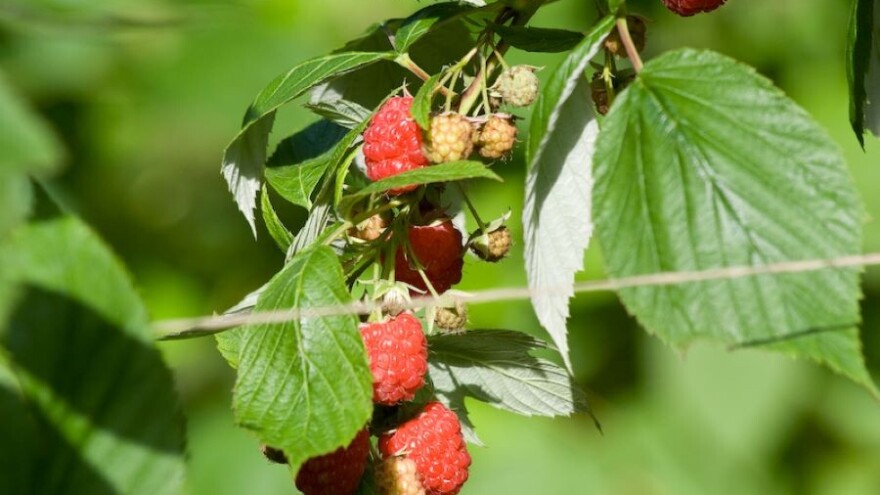 Kako obaviti rezidbu maline u zavisnosti od faze uzgoja?