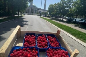 Savjeti proizvođačima: Kuda sa malinom u ovoj godini?