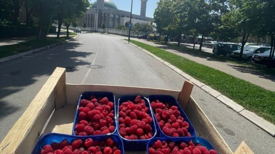 Savjeti proizvođačima: Kuda sa malinom u ovoj godini?