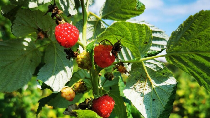 Zaštita organske maline uz pomoć ljuski od jaja, algi i kišnice