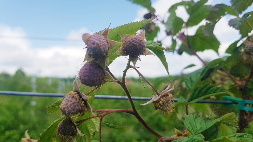 Vrijeme je da se krene s tretmanima bakra protiv kestenjaste pjegavosti izdanka maline