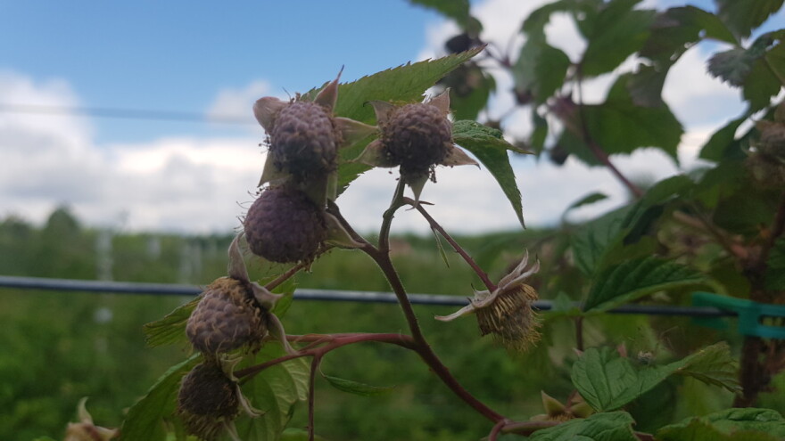 Vrijeme je da se krene sa tretmanima bakra protiv ljubičaste pjegavosti maline