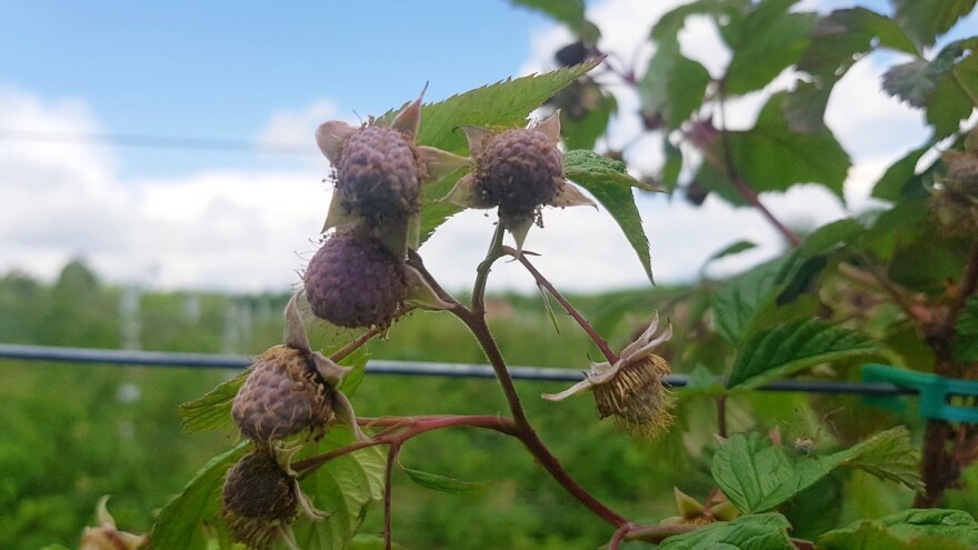 Vreme je da se krene sa tretmanima bakra protiv ljubičaste pegavosti maline
