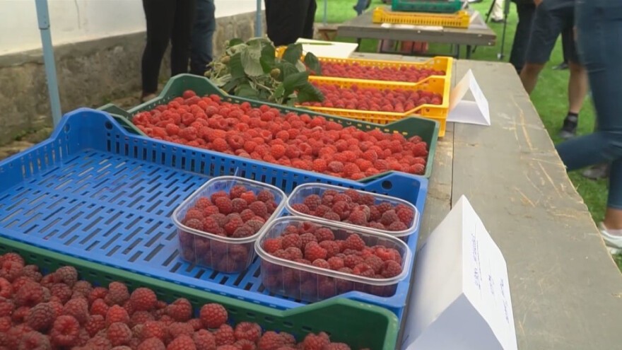 Saveti proizvođačima: Kuda sa malinom u ovoj godini?