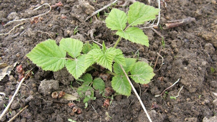 Sadnja maline u proleće nije poželjna