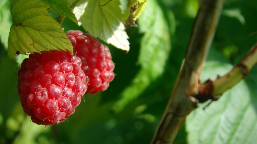 2018. je odlučujuća sezona i za malinare i za smiljare