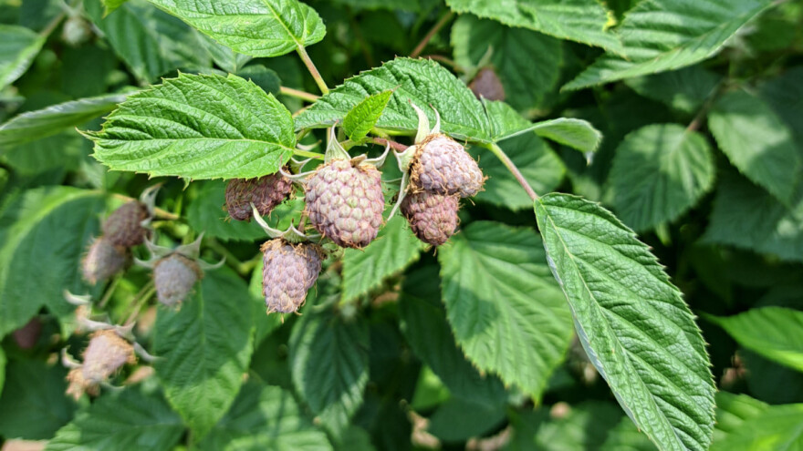 Azijska voćna mušica napada malinu: Koje mere primeniti?