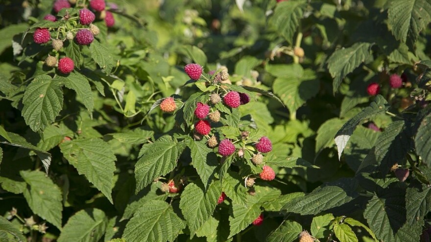 Organske maline iz Arilja lako nađu kupce