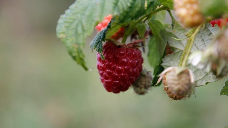 Hajrudin Salkić: Poticaj za malinarstvo ne može ni vodu pokriti        Nedžad Bićo: Bit će malinjaka iznad 5 duluma