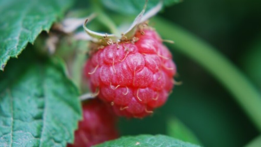 Dvorodne sorte malina