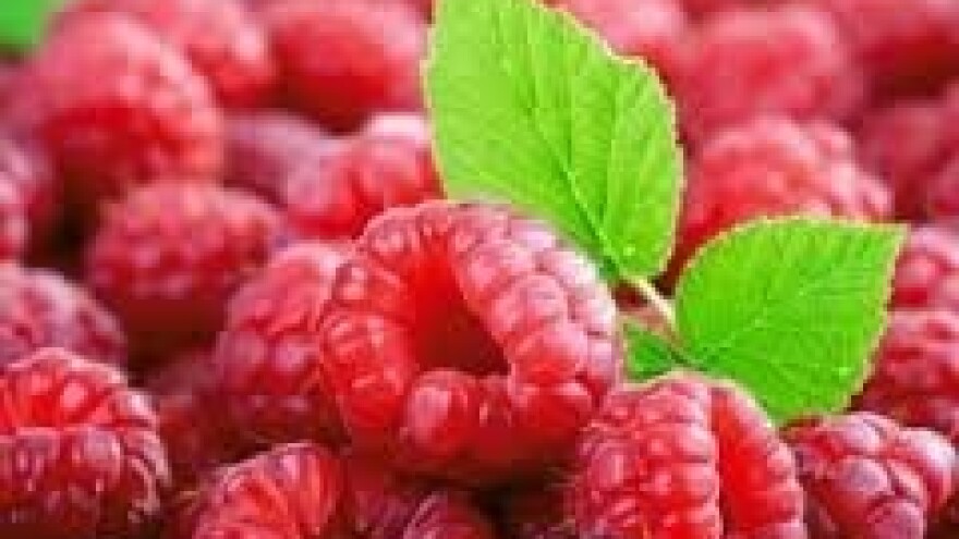 Zaštita nasada malina i kupina