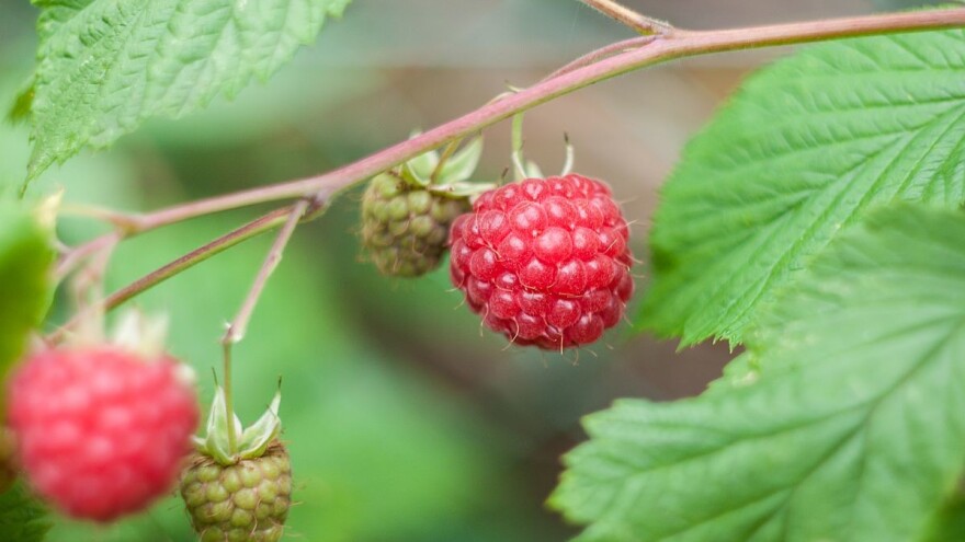 Bolji prinos organske maline uz odgovarajuću agrotehniku