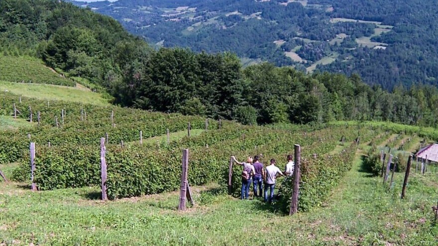 U cilju bezbednosti plodova - najvažnija je higijena berbe