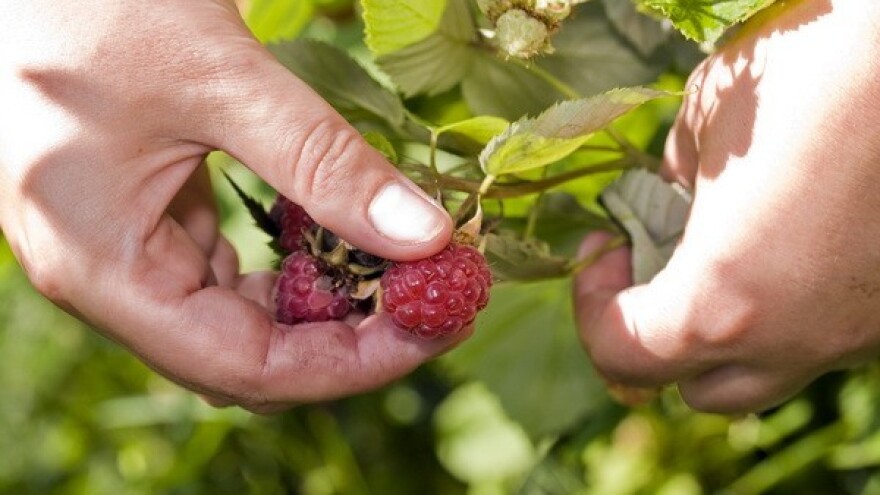 Poticaji kooperativnoj proizvodnji malina